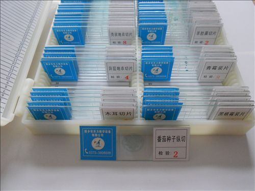 微生物標本